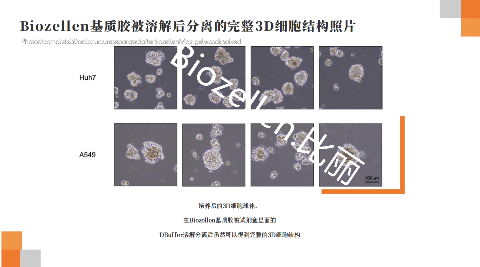 B-P-00002   Biozellen?3D細胞培養基質膠套裝 三.png