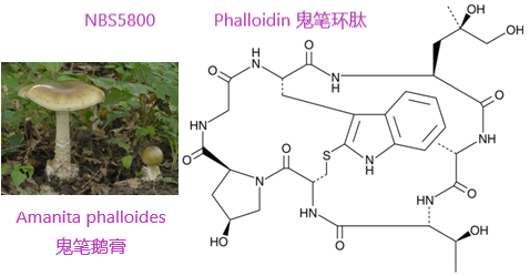 鬼筆環肽及偶聯物（Phalloidin and Phalloidin Conjugates）產品專題.png